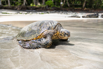 The Green Sea Turtle on the beach with the tropical ocean in the background