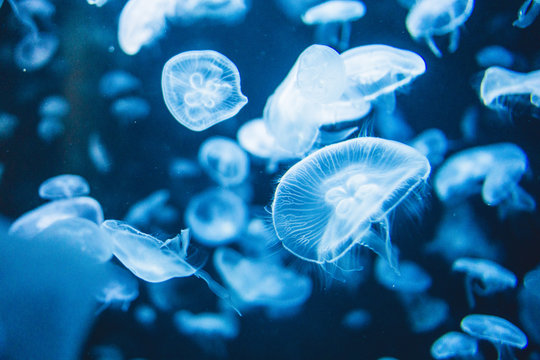 aquarium rempli de plusieurs m&eacute;duses qui nagent