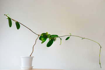 鉢植えのマダカスカルジャスミン