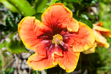 A Yellow and red hibiscus flower at hawaii