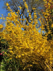 paysage de fleurs jaunes or au printemps
