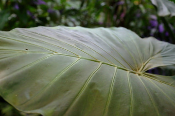 Thick juicy leaf of a large green plant
