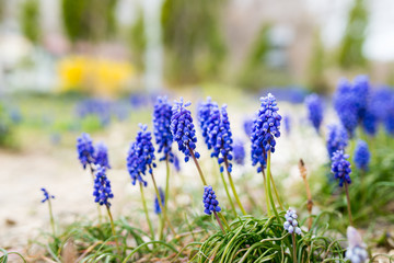 Obraz premium 群生するムスカリの花