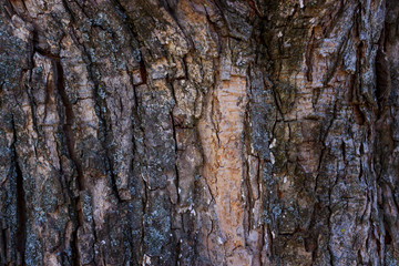 Obraz premium Tree Bark Texture for Background. Old wood bark, background or screen saver