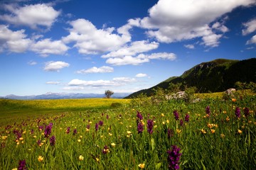 Beautiful Natural Greenery in village.savsat/artvin/turkey