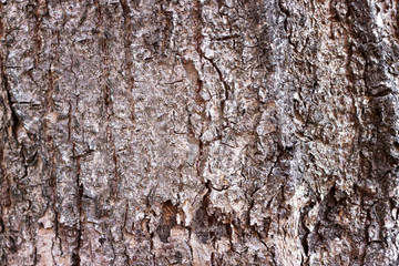 Tree Bark Texture for Background. Old wood bark, background or screen saver