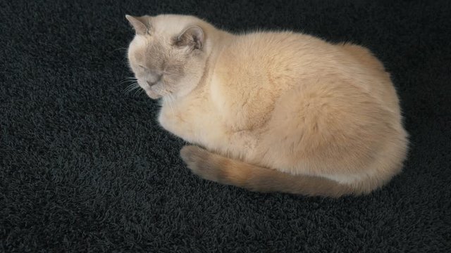 White Cat On Grey Carpet Falling Asleep