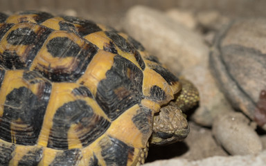 Turtle face and shell details macro shot over blurred background