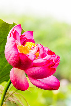 花脈 Images Browse 71 Stock Photos Vectors And Video Adobe Stock
