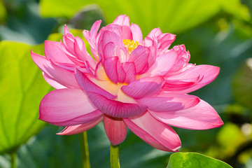 蓮の花