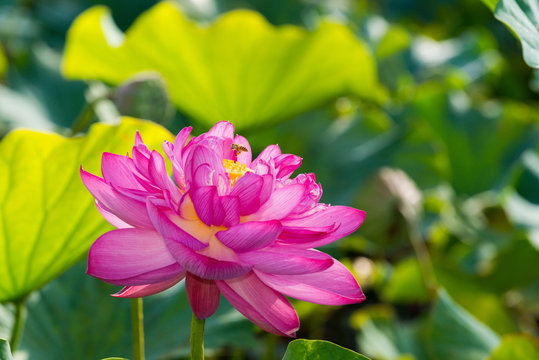 花脈 Images Browse 71 Stock Photos Vectors And Video Adobe Stock