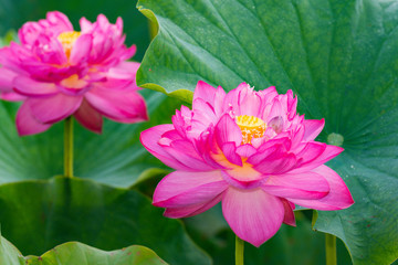 Fototapeta premium 蓮の花