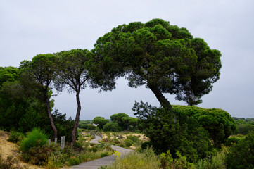 A winding wooden boardwalk across the dunes near Matalascanas, Province Huelva, Andalusia, Spain
