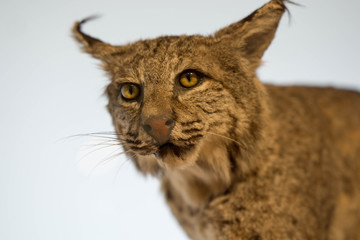 portrait of a lynx