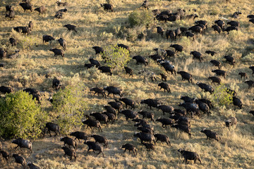 Buffalo herd in the Okavango Delta