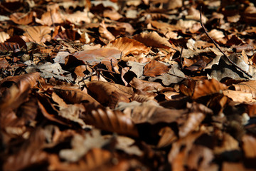 Laub braune Blätter liegen auf dem Wald Boden Nahaufnahme