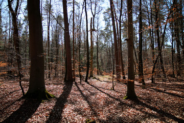 Wald Bäume Schattenspiel Sonne Gegenlicht Schattenverlauf