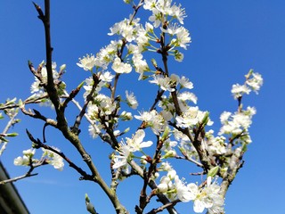 Prunier mirabelle en fleurs