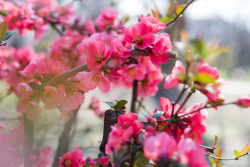 Fototapeta na wymiar Close-up of pink blossom flowers blooming on tree