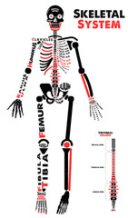 Skeletal System Poster. Didactic Board of Anatomy of Human Bony System. Vector Illustration.