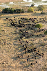 Buffalo herd in the Okavango Delta