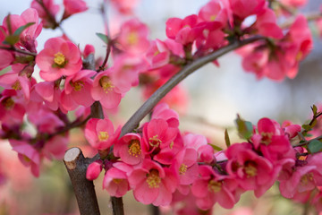 Close-up of pink blossom flowers blooming on tree