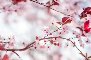 Blooming spring flowers Cherry blossoms