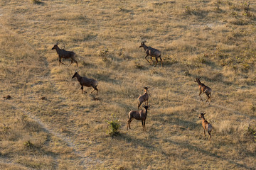 Fototapeta premium Red Hartebeest 