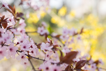 Cherry Blossom trees, Nature and Spring time background.