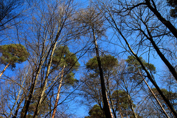 Baumkronen Herbst Bäume blauer Himmel Sonne Mischwald