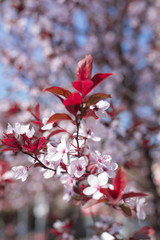 Cherry Blossom trees, Nature and Spring time background.