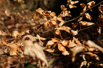 braune Blätter am Ast vertrocknete Äste Zweige Close up