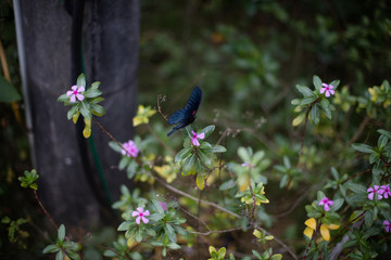 Fototapeta premium TEMPLO VIETNAM