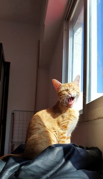 Gata naranja bostezo