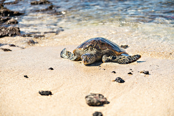 The Green Sea Turtle on the beach with the tropical ocean in the background