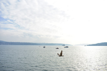 Fototapeta na wymiar blue sky and seagull in Istanbul Strait, ships and fishing boats.