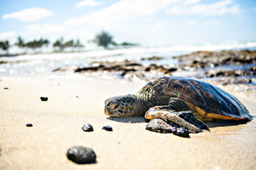 The Green Sea Turtle on the beach with the tropical ocean in the background