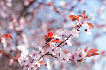 Cherry blossoms in full bloom