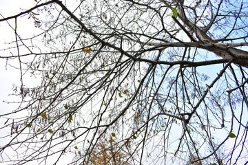 cormorants on the tree. plane cormorants on trees.