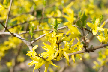 Soft-focus close-up of yellow flowers