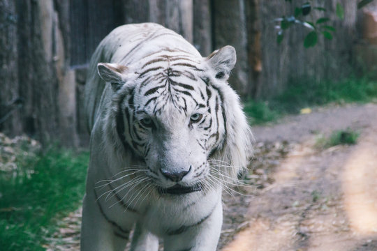 1 197 Best Tigre Blanc Images Stock Photos Vectors Adobe Stock