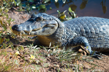 Cayman taking some rest, Pantanal, Brasil