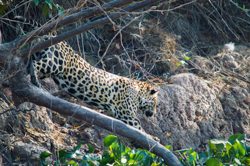 Jaguar chasing its pree