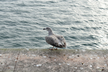 seagull waiting on the beach in the bosphorus of istanbul