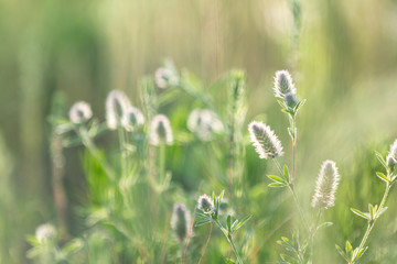 Juicy grass and gentle flowers in the field on a sunset backlight