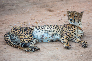Cheetah Relaxing