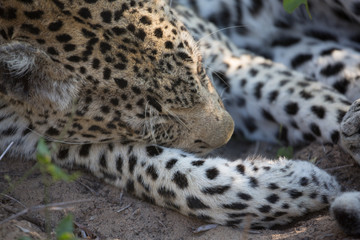 Fototapeta na wymiar leopard sleeping closeup