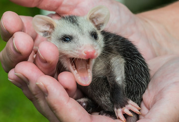 smiling baby possum