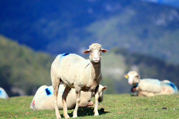 Mouton brebis des Pyrénées