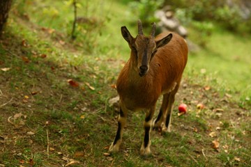 wild mountain goat.artvin/savsat 